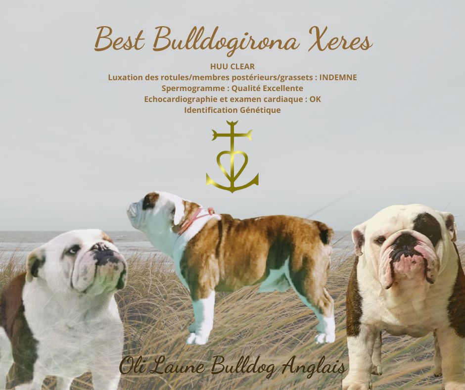 best bulldogirona Xeres