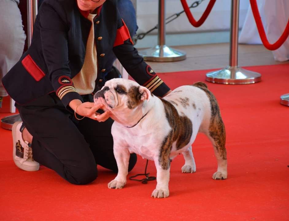 *BOY 2019* Bulldog Of the Year 2019