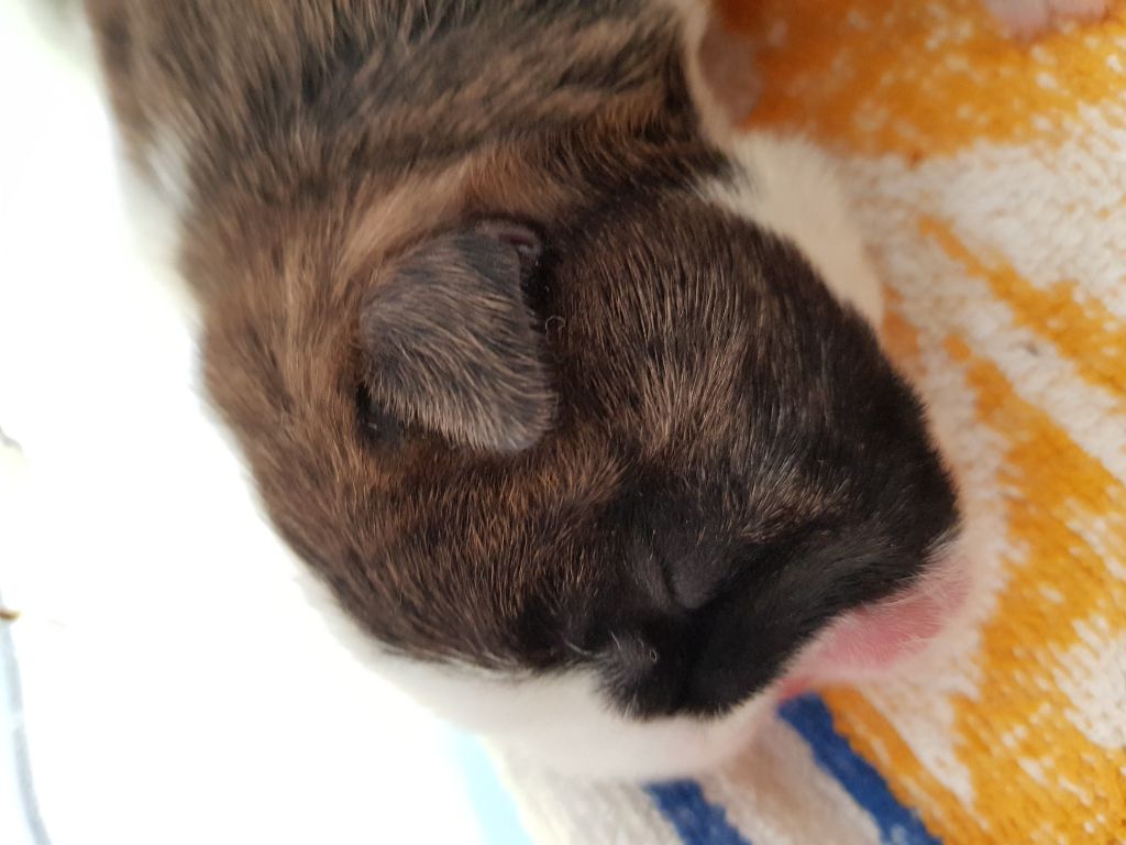 Les bébés de Lady et BEST BULLDOGIRONA Envy Me